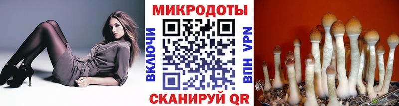 Купить закладки  Кингисепп  Псилоцибиновые грибы Psilocybine cubensis 